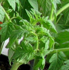 온실에서 토마토 잎이 말리는 이유는 무엇입니까?