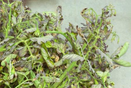 토마토 잎이 왜 말려요? 어떻게 해야 하나요?