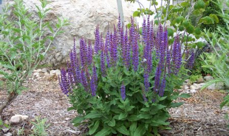 백리향 - 열린 땅에서 자라다