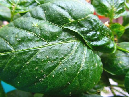 벚꽃나무에 있는 진딧물 - 제거하는 방법