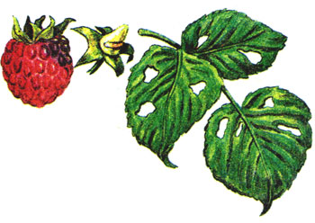 사진으로 보는 라즈베리 질병 및 해충1