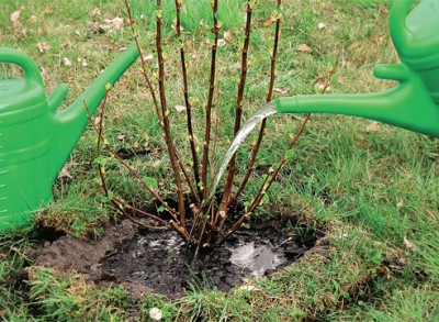 건포도 관리 방법