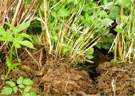 클라파노스티티 라즐리나 볼턴과 로즈베틸리