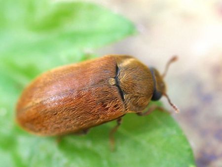 라즈베리 딱정벌레