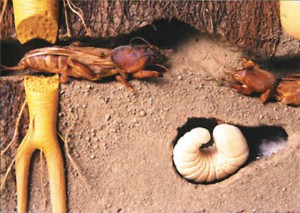 두더지 귀뚜라미 굴