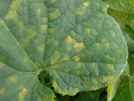 오이의 흰가루병