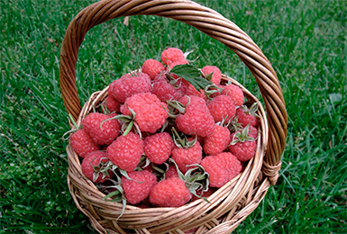 러시아의 자존심 라즈베리 품종에 대한 설명, 리뷰