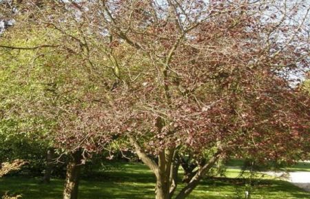 우리는 봄에 체리를 돌본다