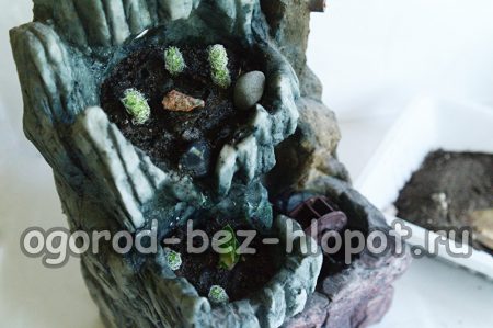 돌로 다육식물 구성 장식하기