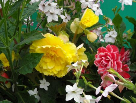 알파인 슬라이드를 위한 꽃