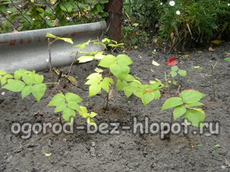 검은 라즈베리 덤불