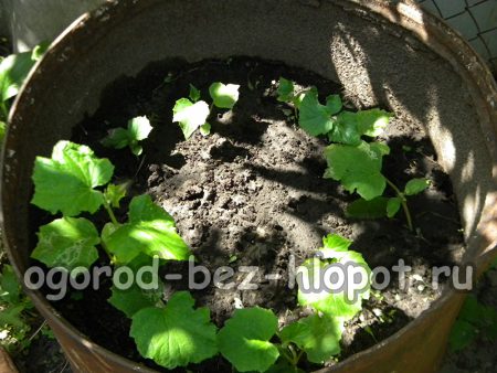 재배 중인 통 속의 오이 덤불