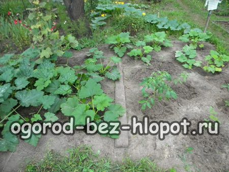 검은 흙이 있는 침대 위의 호박