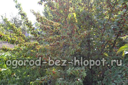 산딸나무 관리 방법