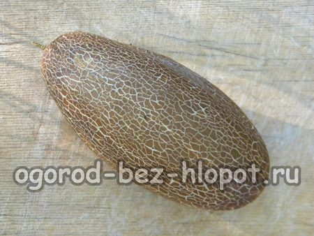 씨앗 수집을 위한 자란 오이