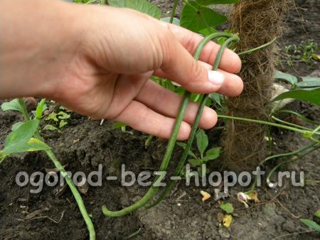 검은콩(중국산 콩) 재배 방법