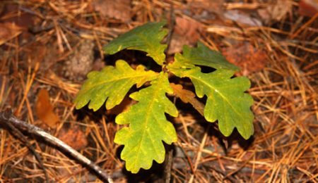 도토리로 참나무를 키우는 방법