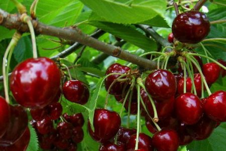 체리 "발레리 치칼로프": 품종 설명