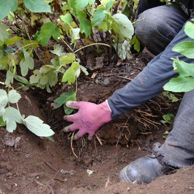 가을에 모란을 새로운 위치로 옮기는 방법