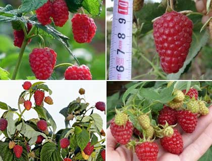 사시사철 열매 맺는 라즈베리: 열린 땅에서 심기 및 관리