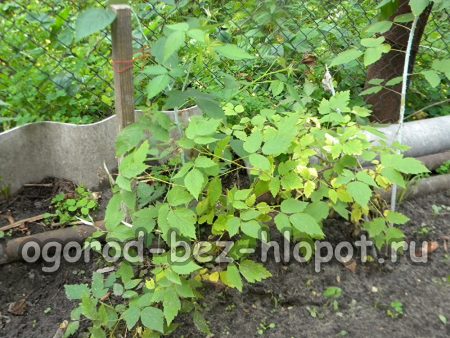 자란 검은 라즈베리 덤불