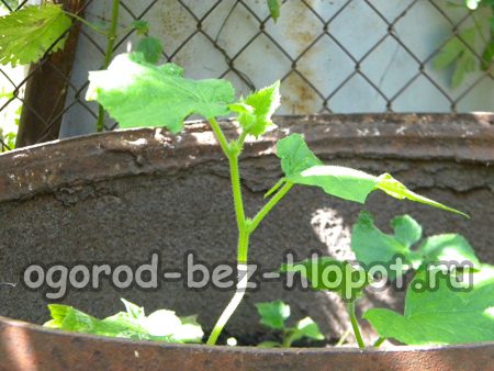 통 속의 오이에 적당히 물을 줍니다.