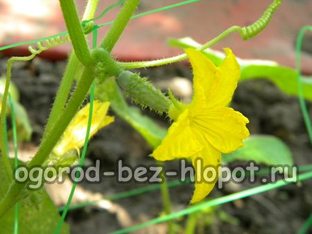 오이 지지대 만드는 법