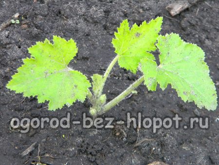 첫째 날에는 호박 묘목이 뿌리를 내릴 것입니다.