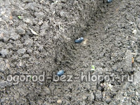 검은콩을 서로 7~10cm 간격으로 밭고랑에 심습니다.