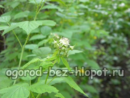 2~3년 안에 검은 라즈베리 덤불에 첫 번째 새싹이 나타날 것입니다.