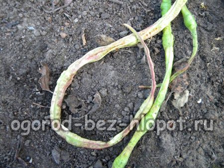 자란 검은콩 꼬투리