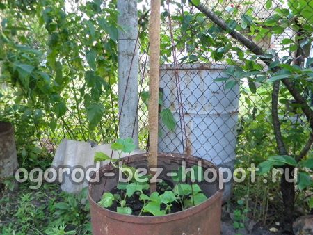 통에 오이 지지대를 설치하다