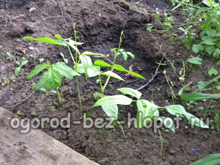 잎이 달린 중국 콩 덤불