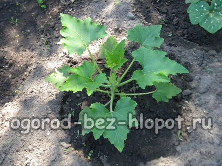 구멍에 호박을 정기적으로 물을 줍니다.