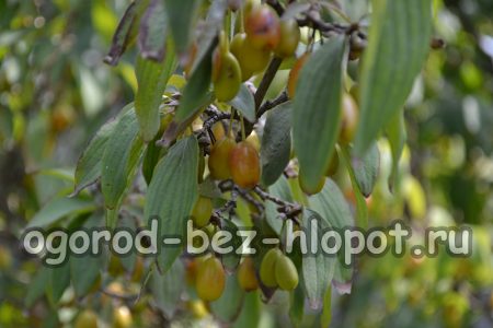 산딸나무가 효과적으로 자라려면 무엇이 필요한가요?