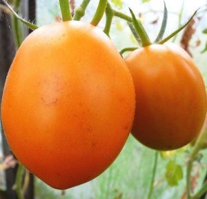 토마토 "De Barao": 품종의 특성 및 설명