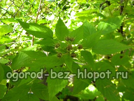 꽃 대신 검은 라즈베리 열매가 맺힙니다.