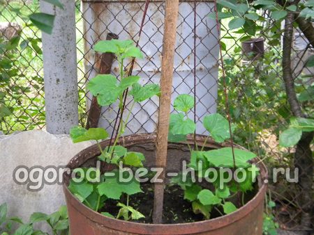 며칠이 지나면 오이는 덩굴손으로 밧줄을 잡고 위쪽으로 올라가기 시작할 것입니다.