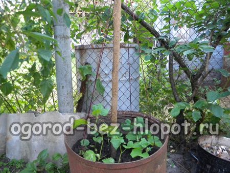 통 속 오이 지지대