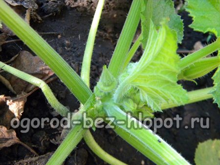 호박 덤불의 첫 번째 난소는 꽃이 피기 전에 나타날 수도 있습니다.