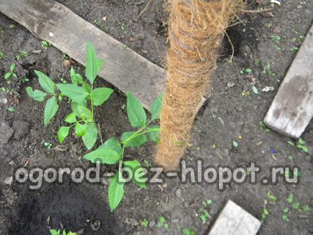 검은콩을 재배할 때는 지지대를 설치할 수 있습니다.