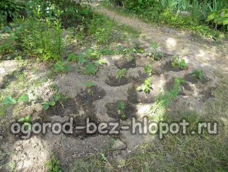 검은 흙 위의 후추 덤불