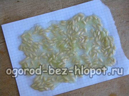 오이 씨앗을 종이 위에 놓으세요