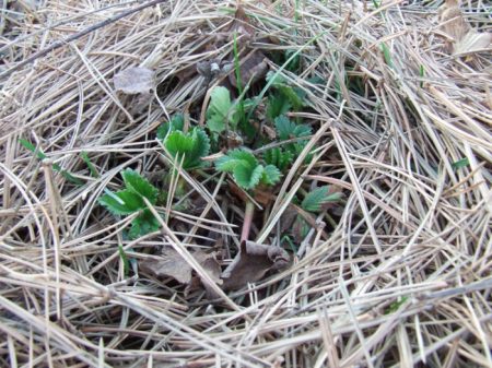 겨울철 딸기를 어떻게 덮을까요?