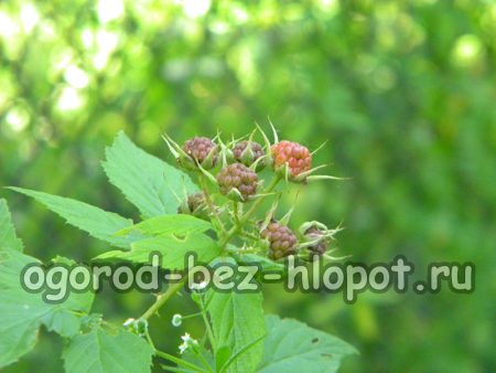 정원에서 검은 라즈베리를 키울 때는 덤불에 물을 주는 것을 잊지 마세요.