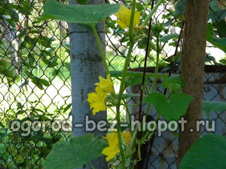 통에서 키우는 동안 작은 오이