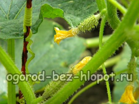 통 속에서 자라는 오이 덤불