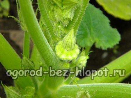 호박 잎에 액체가 튀지 않도록 구멍에 물을 줍니다.