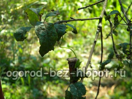 또한 검은콩을 나무 위로 올라갈 수도 있습니다.