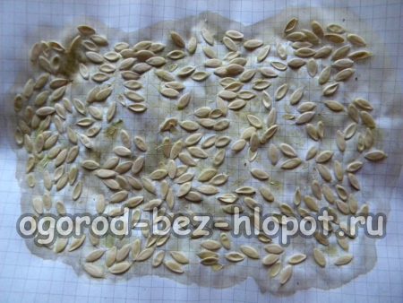 말린 오이 씨앗